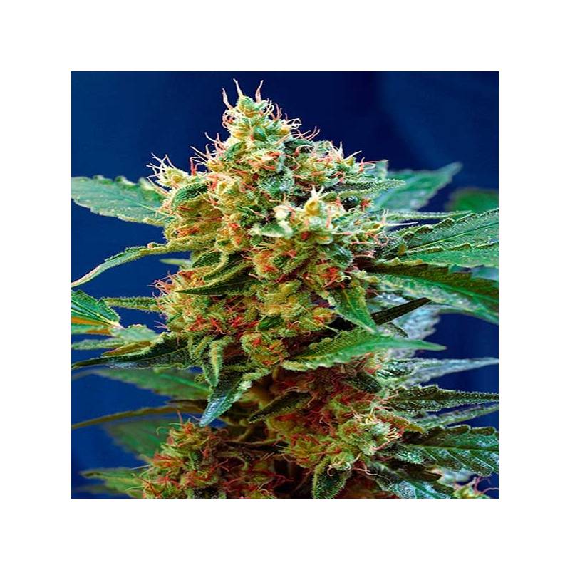 Mandarina Autofloreciente Feminizada de Exclusive Seeds