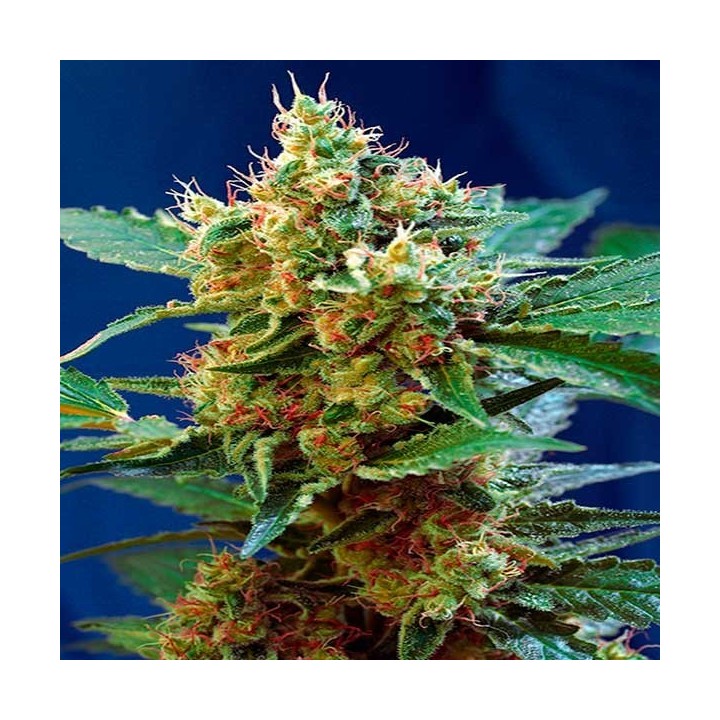 Mandarina Autofloreciente Feminizada de Exclusive Seeds