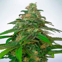 Mandarin Haze Autofloreciente Feminizada de Ministry Seeds