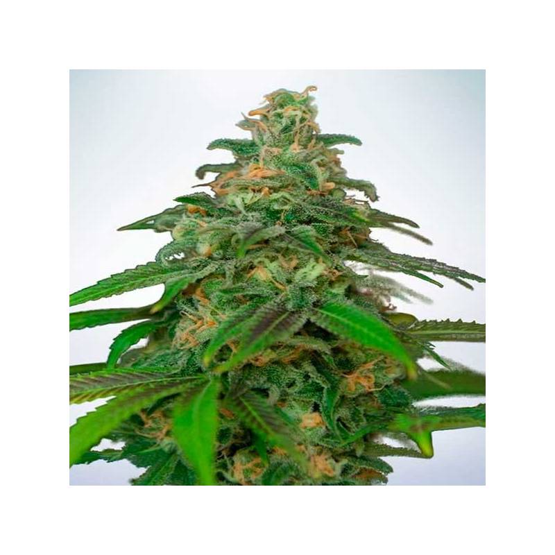 Mandarin Haze Autofloreciente Feminizada de Ministry Seeds