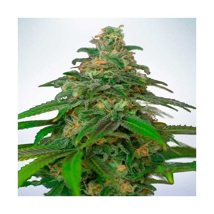 Mandarin Haze Autofloreciente Feminizada de Ministry Seeds