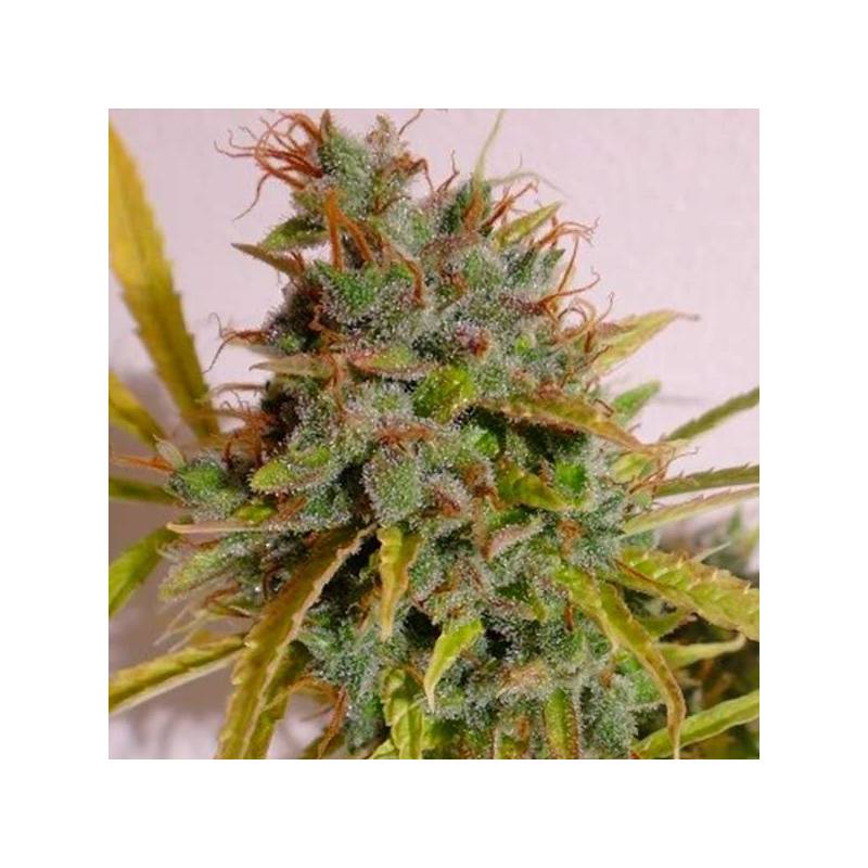 Malawi X NL Autofloreciente Feminizada de Ace Seeds