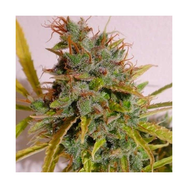 Malawi X NL Autofloreciente Feminizada de Ace Seeds