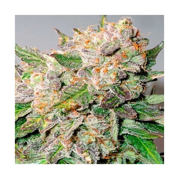 Glueberry Og Autofloreciente Feminizada de Dutch Passion
