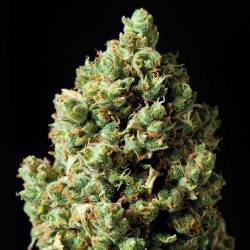 Critical Autofloreciente Feminizada de Exclusive Seeds