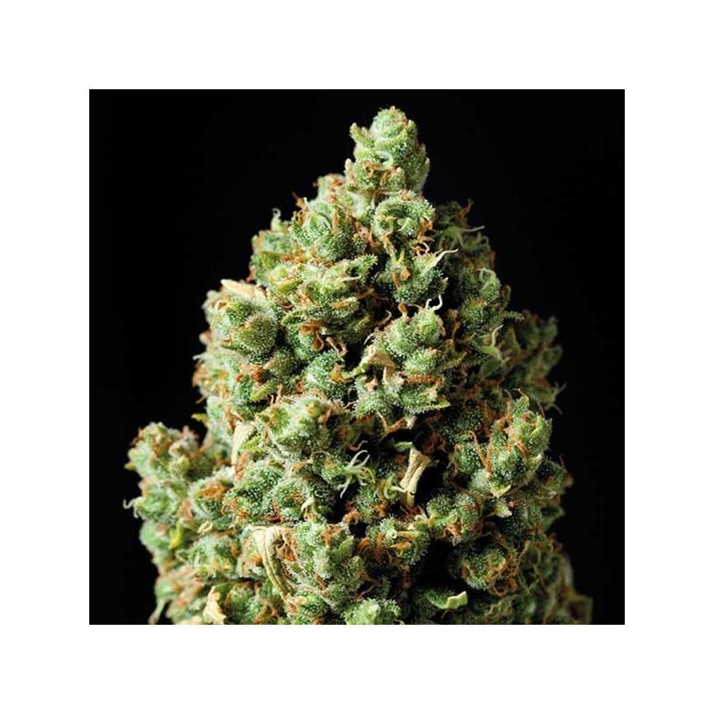 Critical Autofloreciente Feminizada de Exclusive Seeds