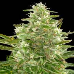 Critical Autofloreciente Feminizada de Biological Seeds