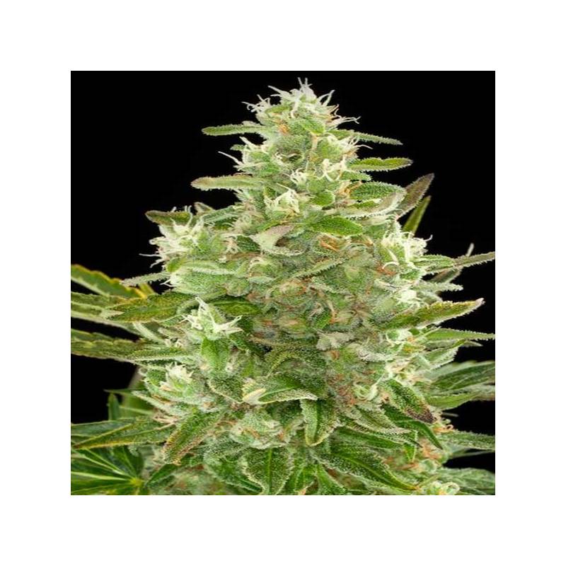 Critical Autofloreciente Feminizada de Biological Seeds