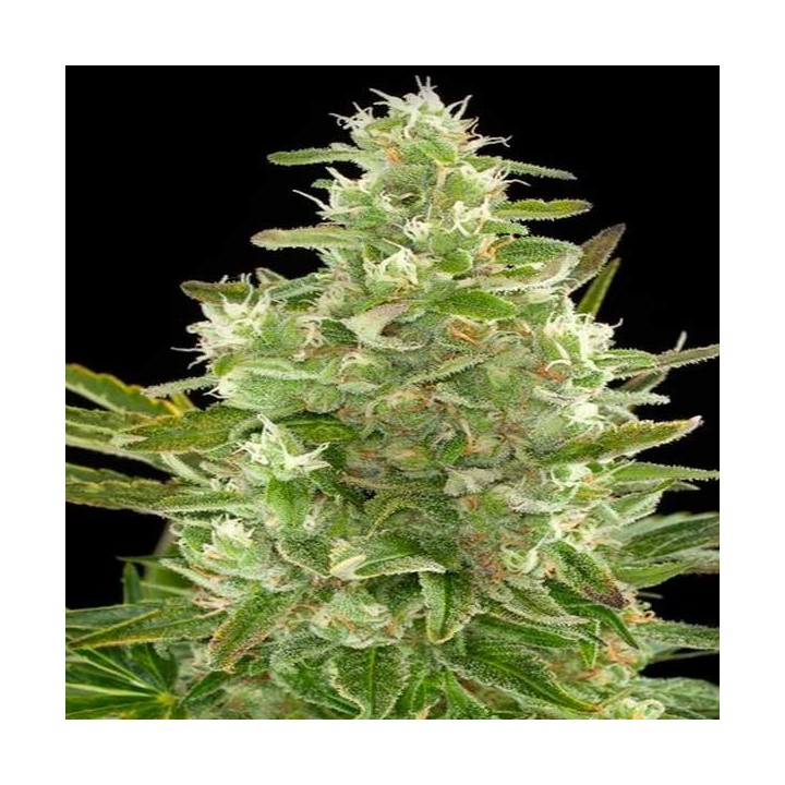 Critical Autofloreciente Feminizada de Biological Seeds