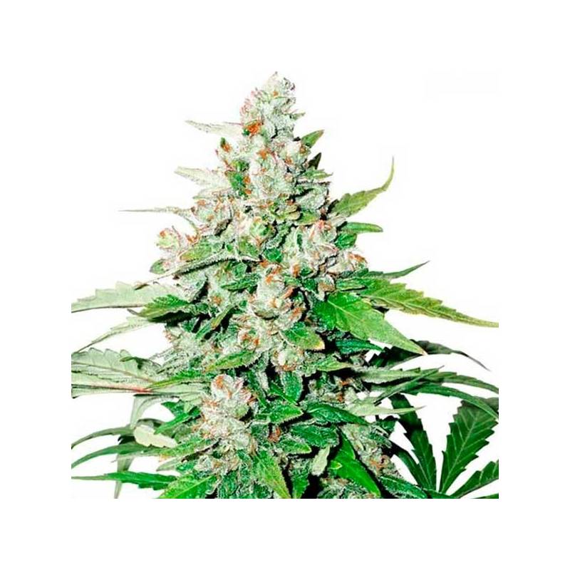 Cinderella Jack Autofloreciente Feminizada de Dutch Passion Cinderella Jack Autofloreciente Feminizada de Dutch Passion