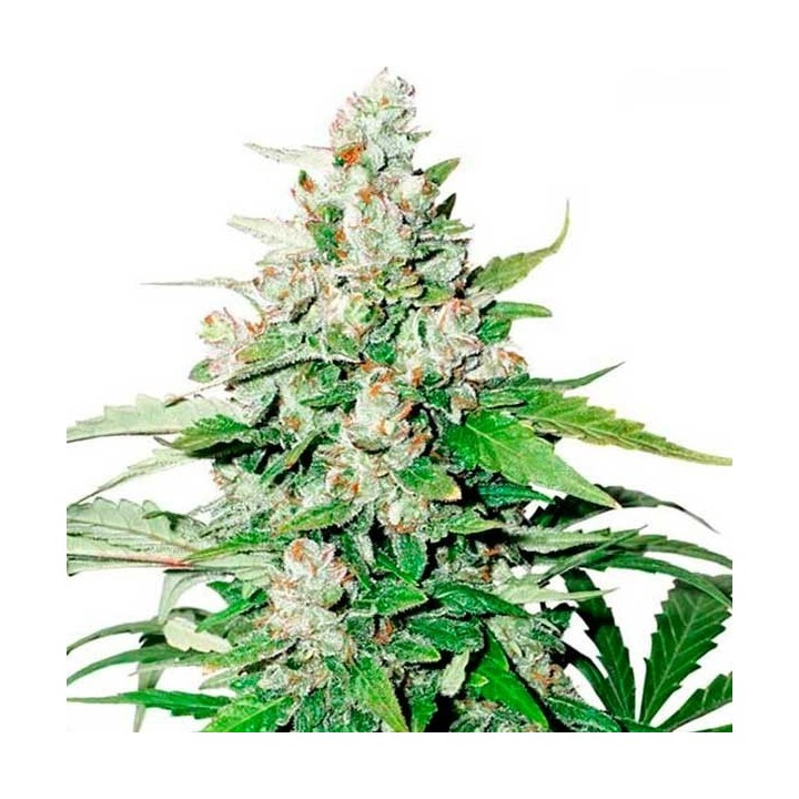 Cinderella Jack Autofloreciente Feminizada de Dutch Passion