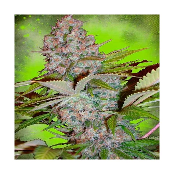 Cheese NL Autofloreciente Feminizada de Ministry Seeds