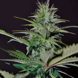 Bilberry Autofloreciente Feminizada de Exclusive Seeds