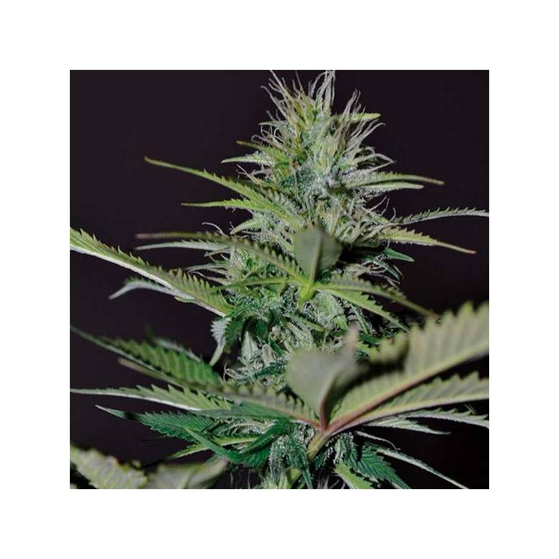 Bilberry Autofloreciente Feminizada de Exclusive Seeds