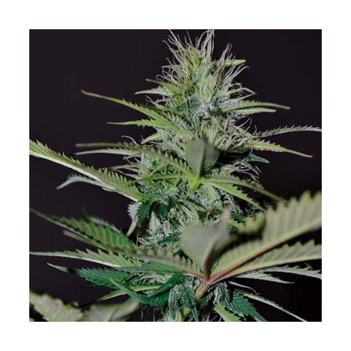 Bilberry Autofloreciente Feminizada de Exclusive Seeds