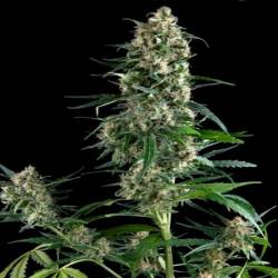 Amnesia Gold Autofloreciente Feminizada de Pyramid Seeds