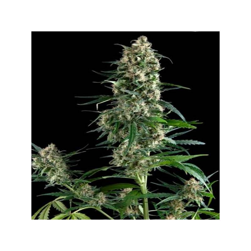 Amnesia Gold Autofloreciente Feminizada de Pyramid Seeds