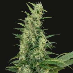 Amur Giant Autofloreciente Feminizada de Kalashnikov Seeds