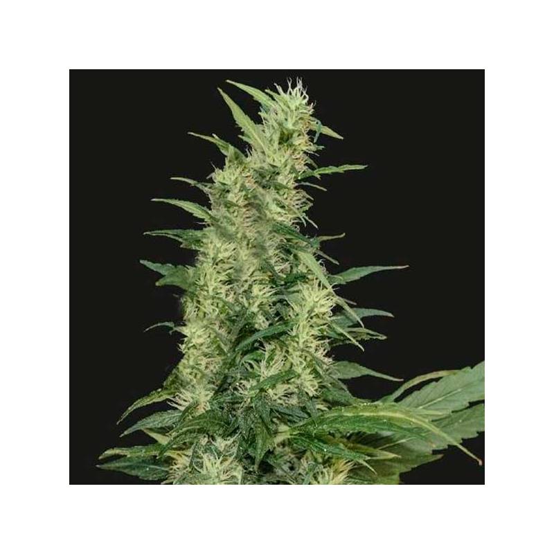 Amur Giant Autofloreciente Feminizada de Kalashnikov Seeds