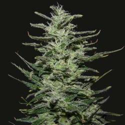 Amnesia Molotov Feminizada de Kalashnikov Seeds