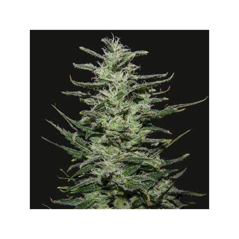 Amnesia Molotov Feminizada de Kalashnikov Seeds