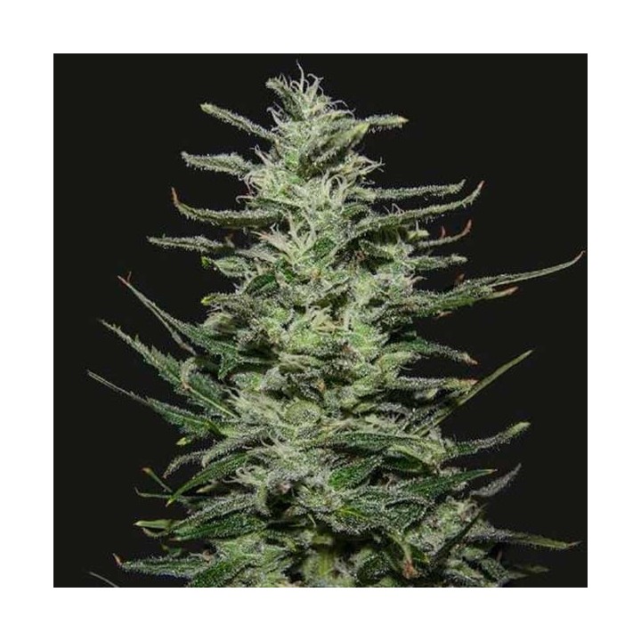 Amnesia Molotov Feminizada de Kalashnikov Seeds