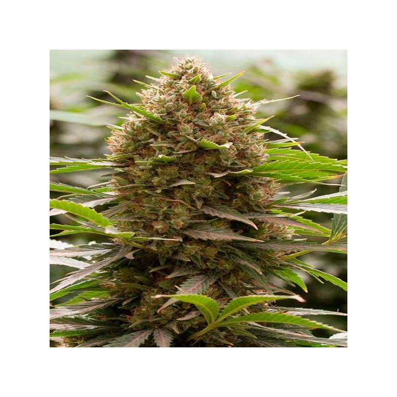 Amnesia Kush Feminizada de Dinafem