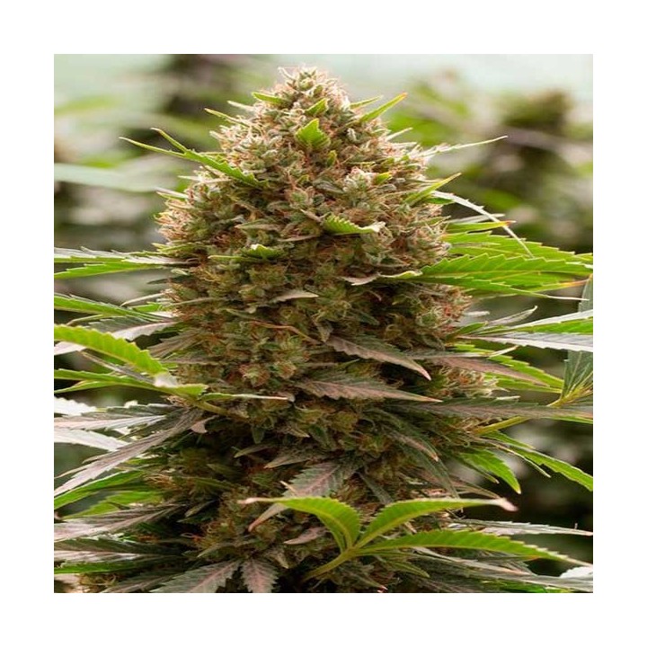 Amnesia Kush Feminizada de Dinafem