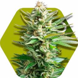 Amnesia Haze XL Autofloreciente Feminizada de Zambeza Seeds