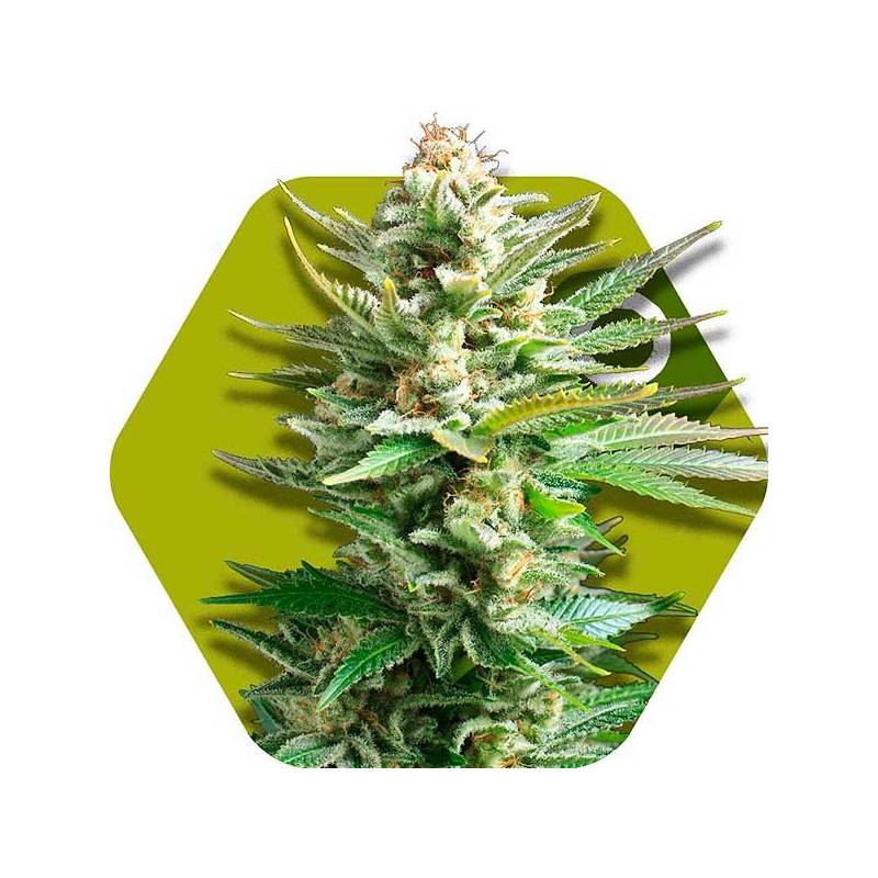 Amnesia Haze XL Autofloreciente Feminizada de Zambeza Seeds