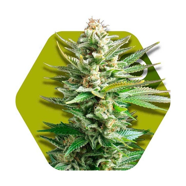 Amnesia Haze XL Autofloreciente Feminizada de Zambeza Seeds