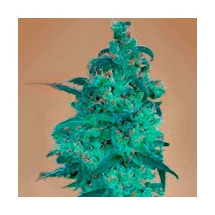 Amnesia Haze Ultra CBD Feminizada de Elite Seeds