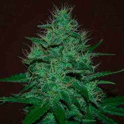 Amnesia Haze Autofloreciente Feminizada de Expert Seeds