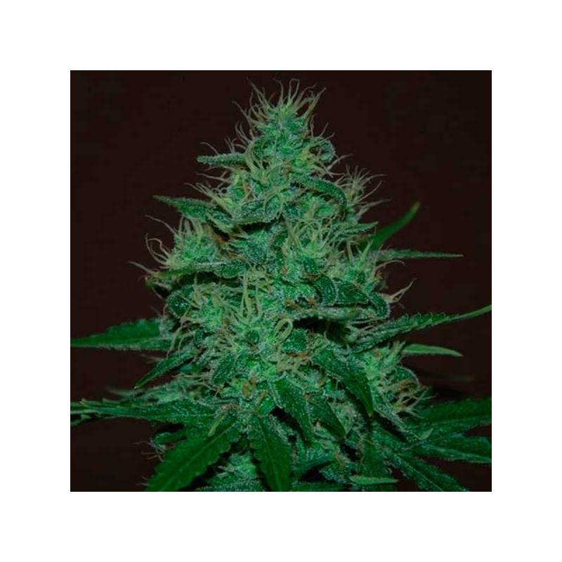 Amnesia Haze Autofloreciente Feminizada de Expert Seeds