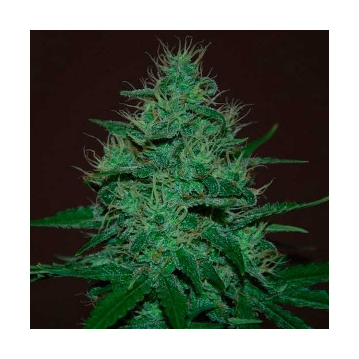 Amnesia Haze Autofloreciente Feminizada de Expert Seeds
