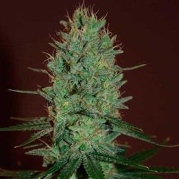 Amnesia Haze Feminizada de Expert Seeds