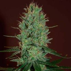 Amnesia Haze Feminizada de Expert Seeds