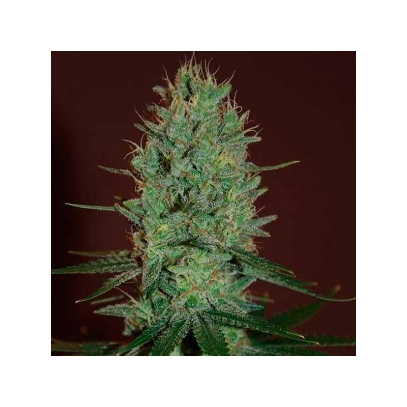 Amnesia Haze Feminizada de Expert Seeds