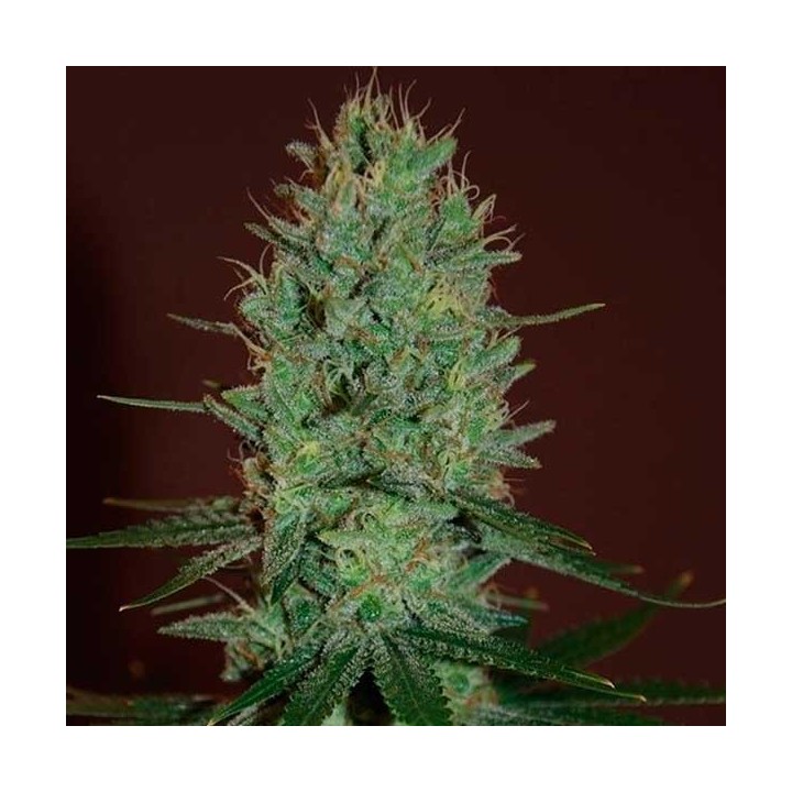 Amnesia Haze Feminizada de Expert Seeds