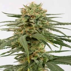 Amnesia CBD Feminizada de Dinafem