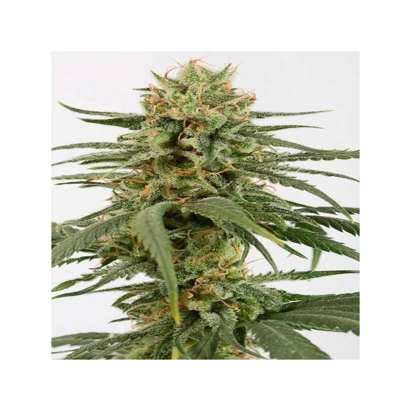 Amnesia CBD Feminizada de Dinafem