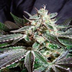 Black Jack F1 Fast Version Feminizada de Sweet Seeds