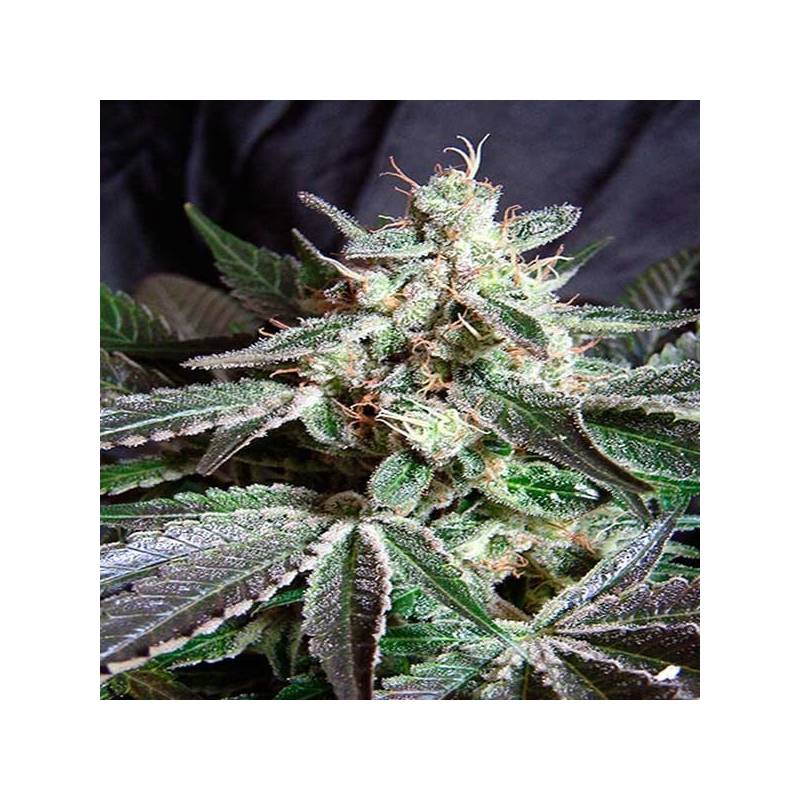 Black Jack F1 Fast Version Feminizada de Sweet Seeds