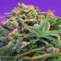 Sweet Cheese Fast Version F1 Feminizada de Sweet Seeds