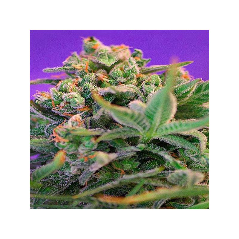 Sweet Cheese Fast Version F1 Feminizada de Sweet Seeds