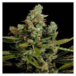 Helvetic Seed Feminizada