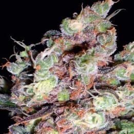 Berry Ryder Autofloreciente Feminizada de Auto Seeds