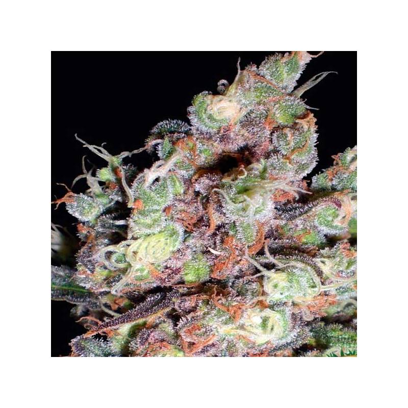 Berry Ryder Autofloreciente Feminizada de Auto Seeds