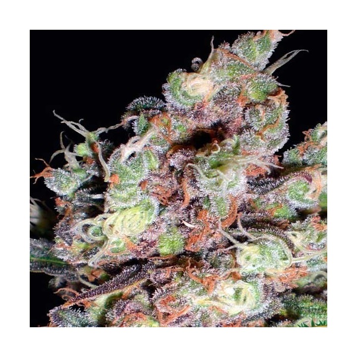 Berry Ryder Autofloreciente Feminizada de Auto Seeds