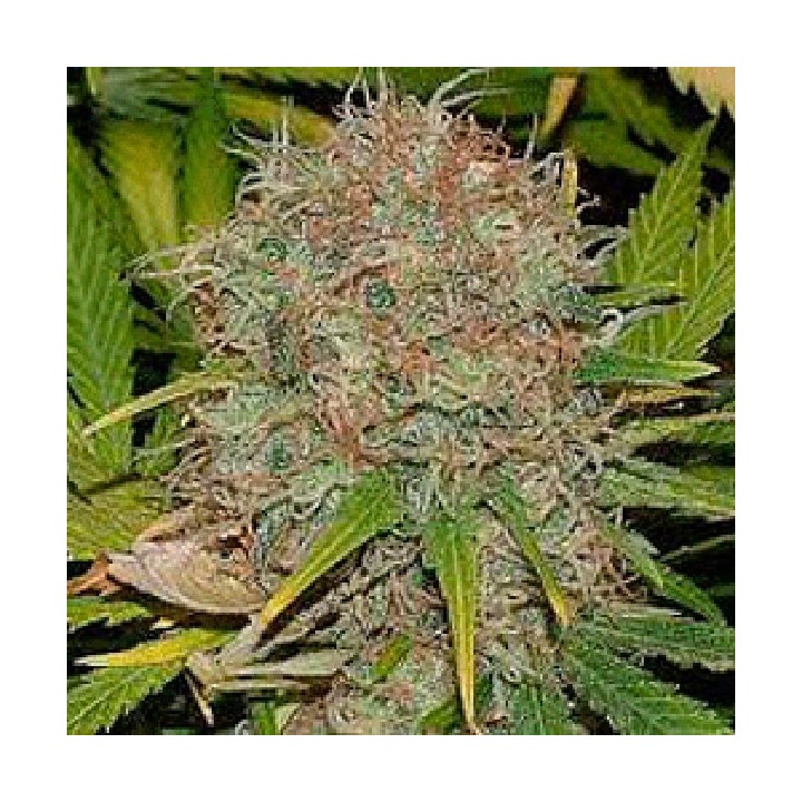 AK-48 Feminizada de Sagarmatha